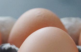 Header EggcellentTruth