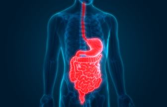 Header DigestiveTract