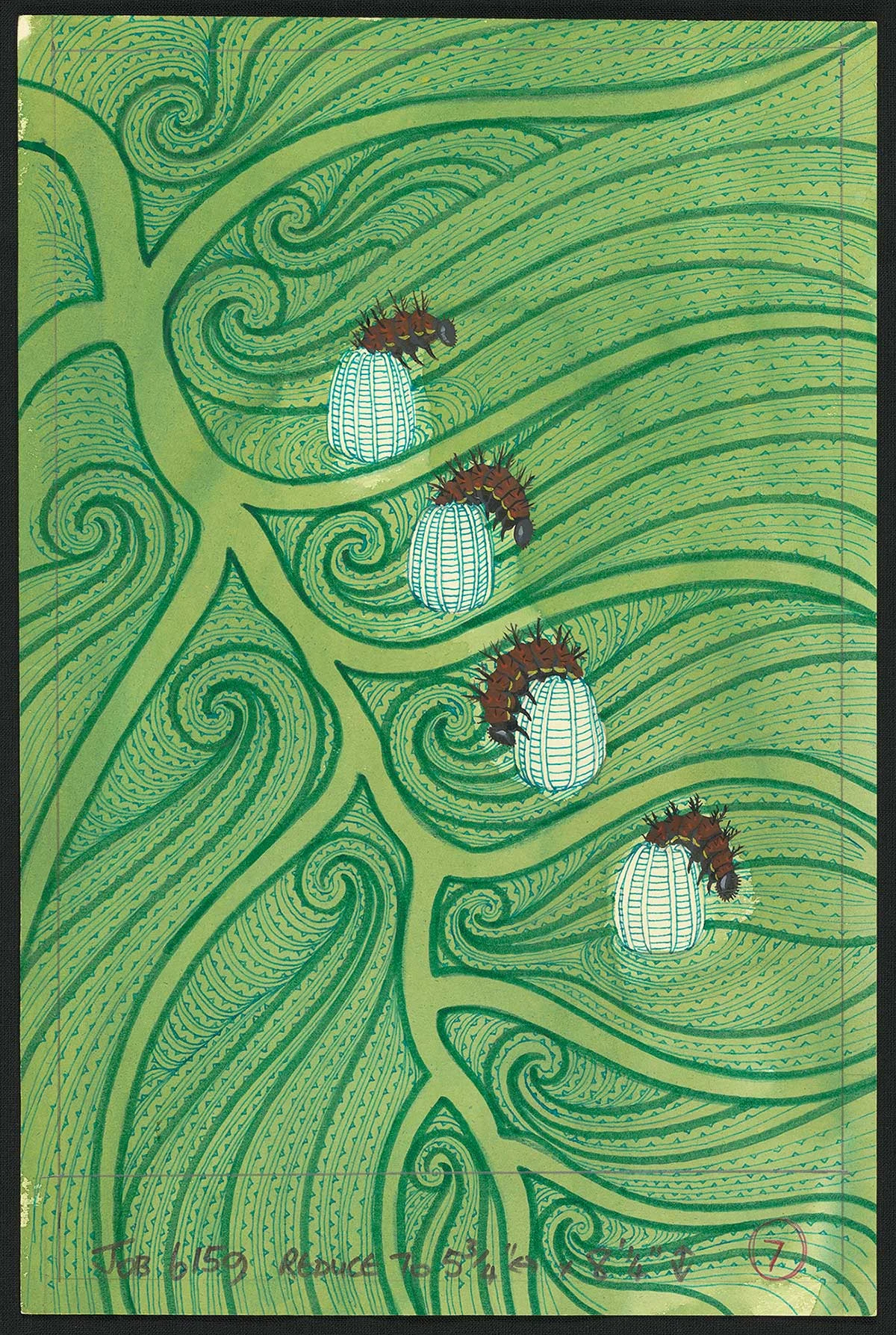 Close up of a green plant, four dark brown moths coming out of cocoon