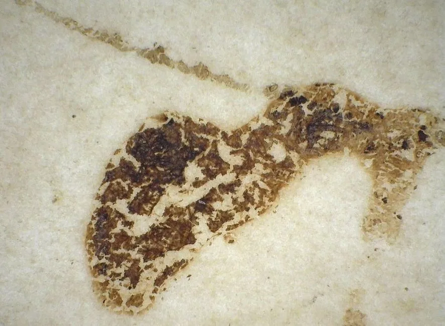 cracked ink on a parchment sheet