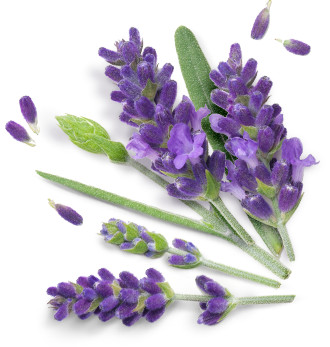 Herbal Essences ingredient picture