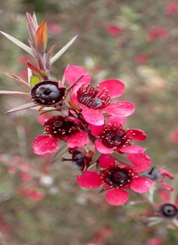 Leptospermum Scoparium - Manuka plant