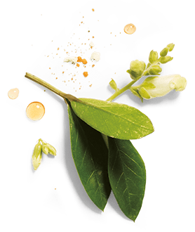 Herbal Essences ingredient picture