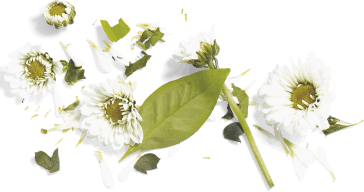 Chamomile flowers and leaves