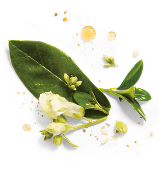 Herbal Essences ingredient picture