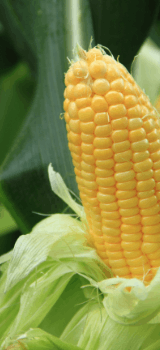 Close-up image of a corn in the field
