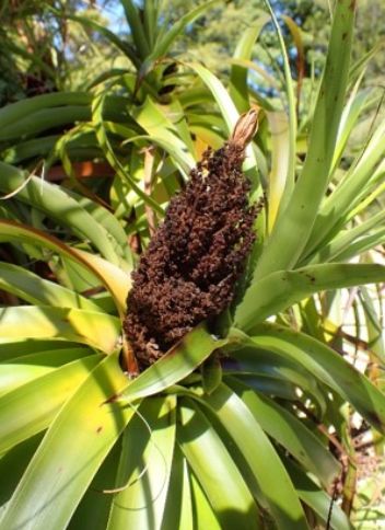 Dracophyllum Traversii – Neinei plant