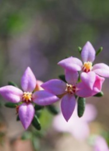 Boronia Edwardsii - Rutaceae plant