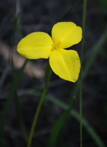 Patersonia Umbrosa var. Xanthina - Iridaceae plant