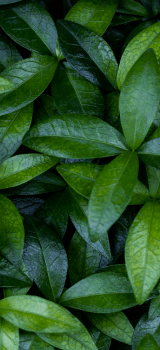 A close-up of a bunch of green leaves