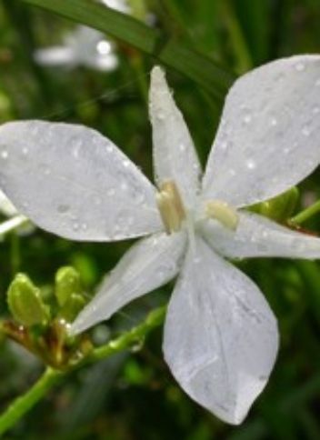 Libertia Paniculata – Iridaceae plant