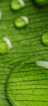 A close-up image of drops of water on a leaf