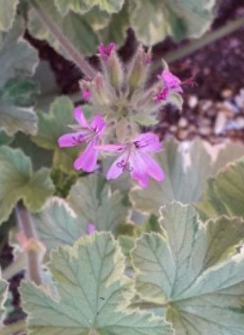 Pelargonium Helmsii plant