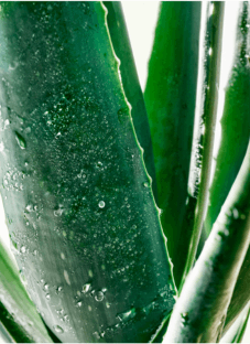 Close-up image of aloe vera