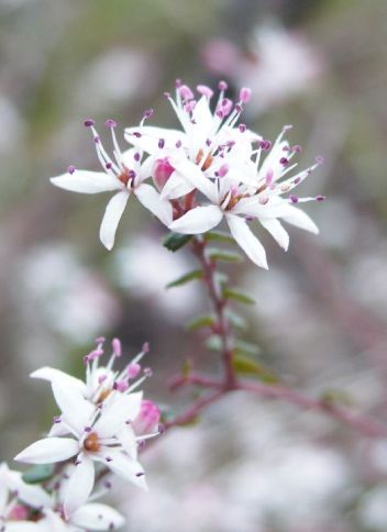 Leionema Hillebrandii – Rutaceae plant