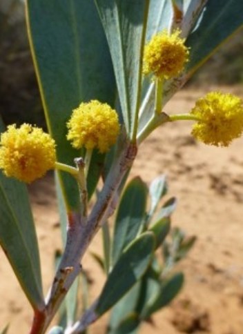 Acacia Cretacea - Chalky Wattle plant