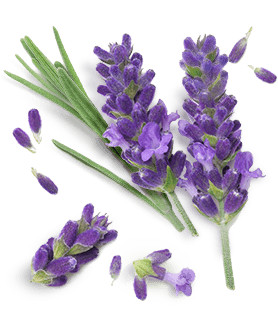 Herbal Essences ingredient picture