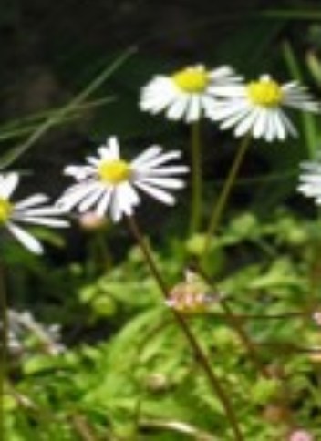 Brachyscome Muelleri - Corunna Daisy plant
