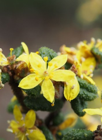 Asterolasia Muricata – Rutaceae plant