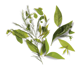 Herbal Essences ingredient picture