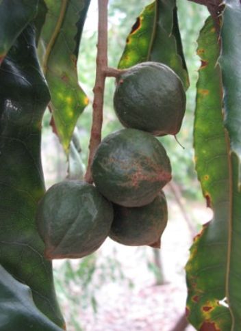 Macadamia Tetraphyla – Proteaceae plant