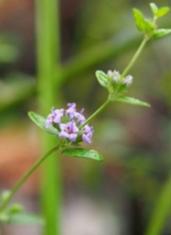 Mentha atrolilacina – Lamiaceae