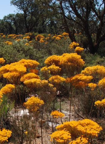 Verticordia Nitens plant