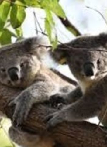 Eucalyptus Agglomerate - Blue-leaved Stringybark pant