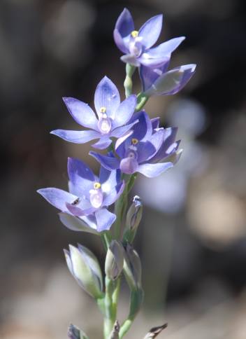 Thelymitra Graminea – Thelymitrinae plant