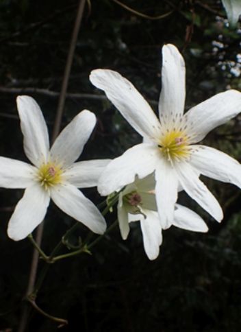 Clematis Paniculate - Flower Of The Skies plant