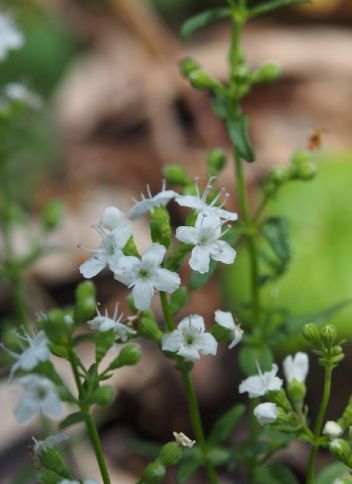 Mentha Satureioides – Lamiaceae plant
