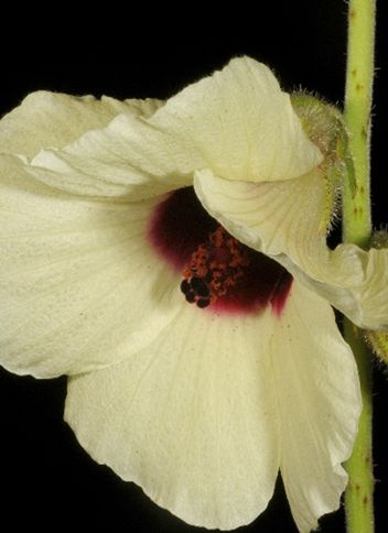 Hibiscus Diversifolius plant