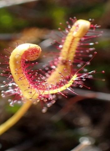 Drosera Binate - Forked Sundew or Fork-leaved Sundew plant