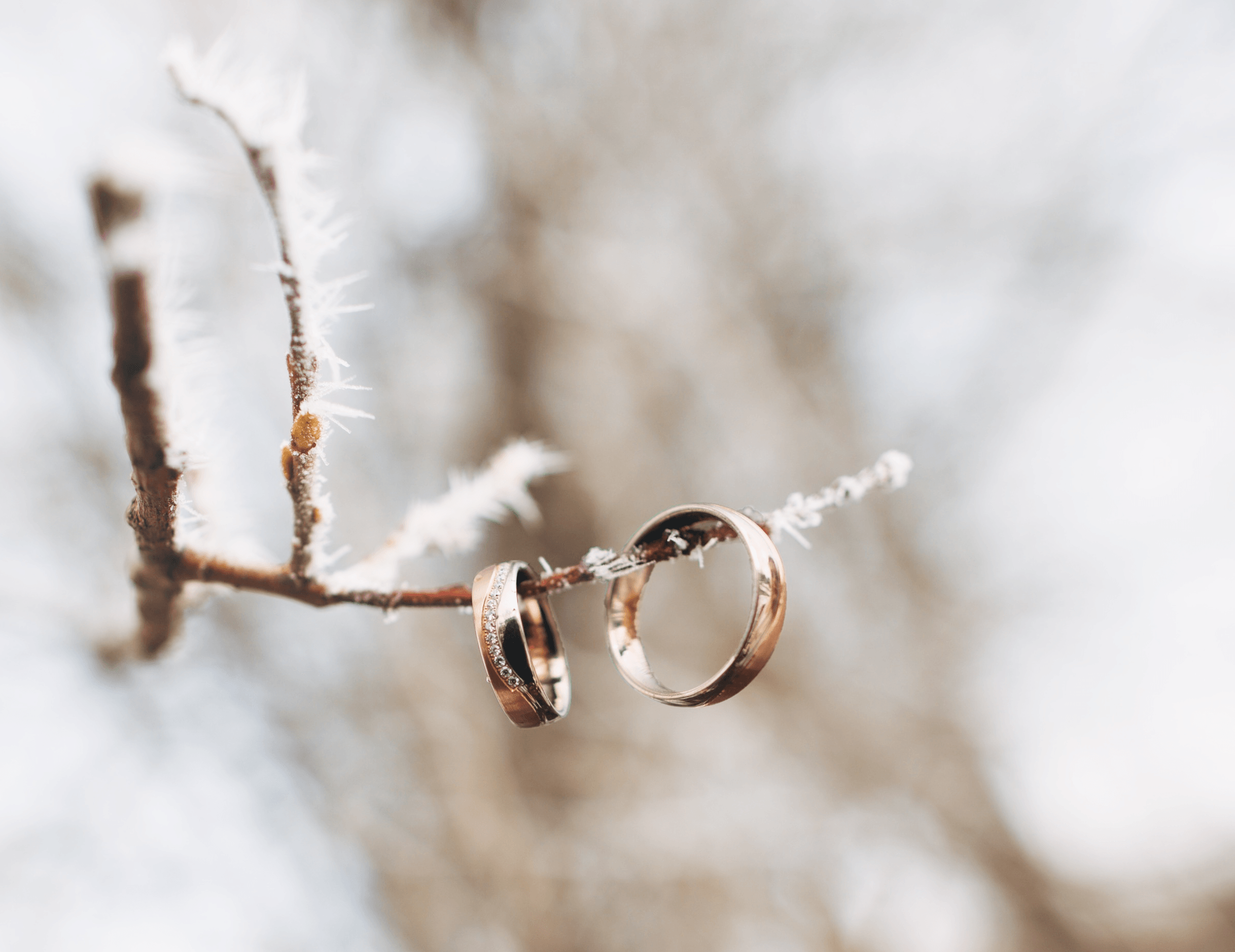 A couple's wedding rings on a branch with frost.