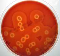 Servizio analisi del Latte Diagnostica di Laboratorio 2