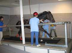 Medicina Sportiva Cavallo