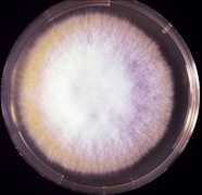 Servizio di Microbiologia Diagnostica di Laboratorio 1
