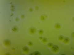 Servizio di Microbiologia Diagnostica di Laboratorio 3