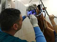 Equine Dentistry Course