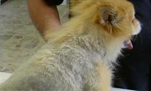 Dermatologia 2