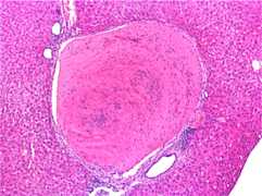 Servizio di Patologia Clinica Sperimentale Diagnostica di Laboratorio