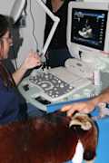 Cardiologia 2