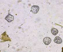 Servizio di Parassitologia Diagnostica di Laboratorio 2