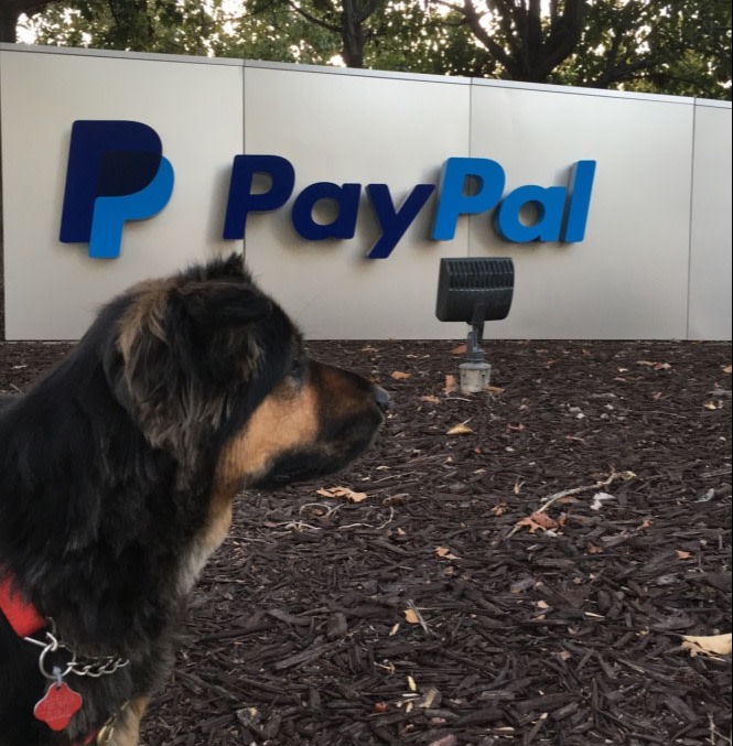 My dog sitting in front of the PayPal Headerquarters Sign