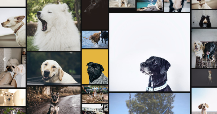 Masonry layout filled with funny looking dogs