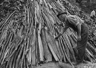 Charcoal drawing by Norman Rockwell