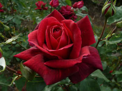 Papa Meilland (85cm) rose