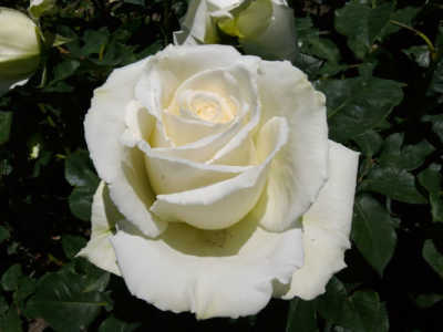 Tineke rose