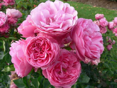 Leonardo Da Vinci (PBR) rose
