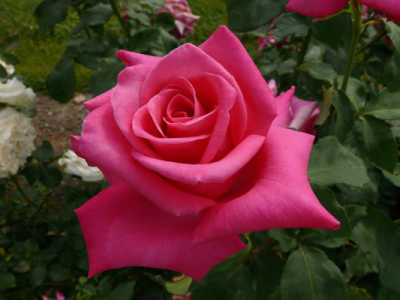 Peter Frankenfeld rose